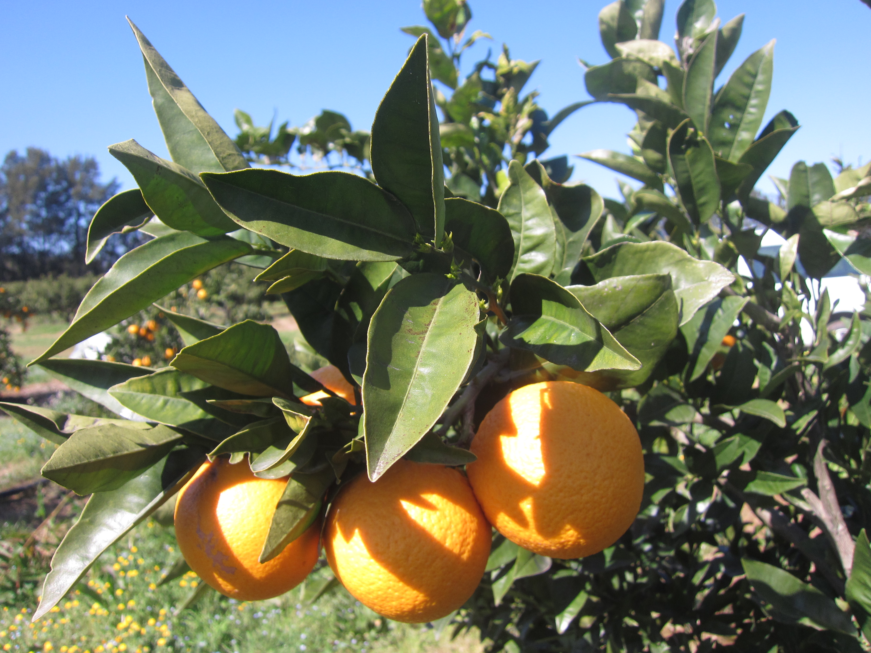 Clémentine - Bilan de campagne 2025/2026